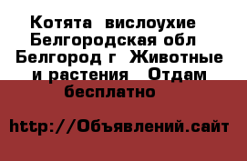 Котята  вислоухие - Белгородская обл., Белгород г. Животные и растения » Отдам бесплатно   